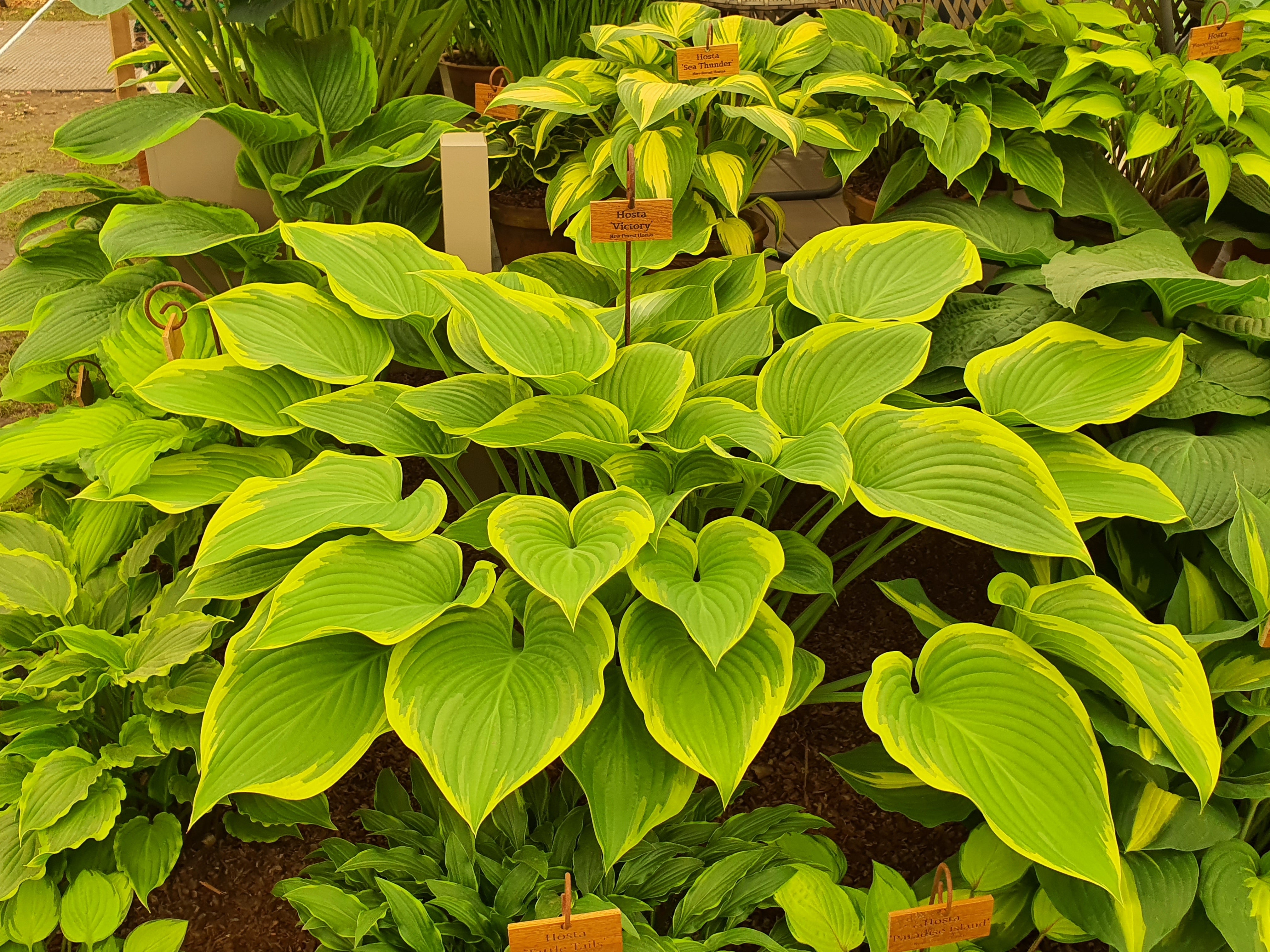 Hosta 'Victory'- Larger Specimen - Mature Division