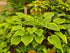 Hosta 'Victory'- Larger Specimen - Mature Division