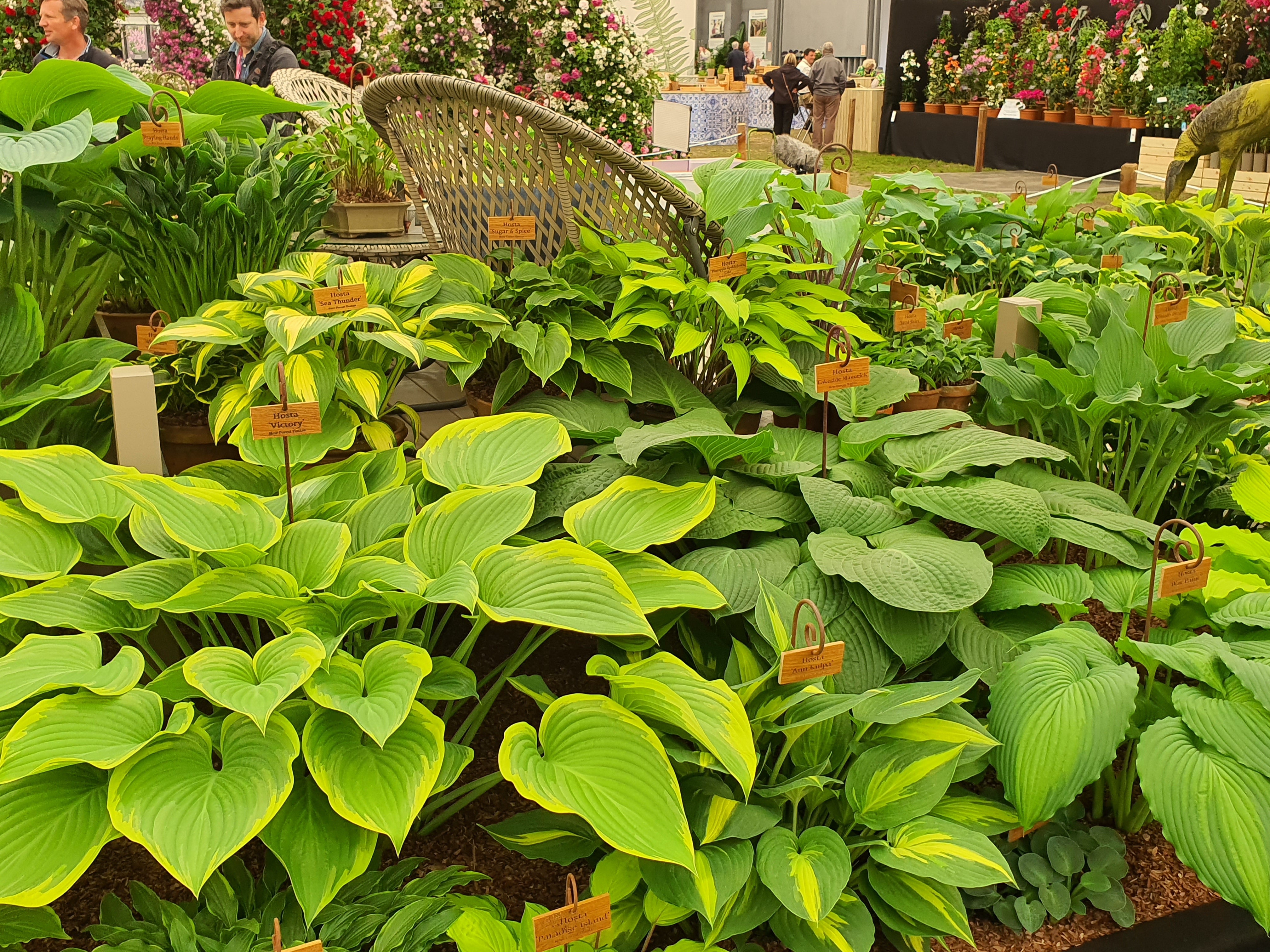 Hosta 'Victory'- Larger Specimen - Mature Division