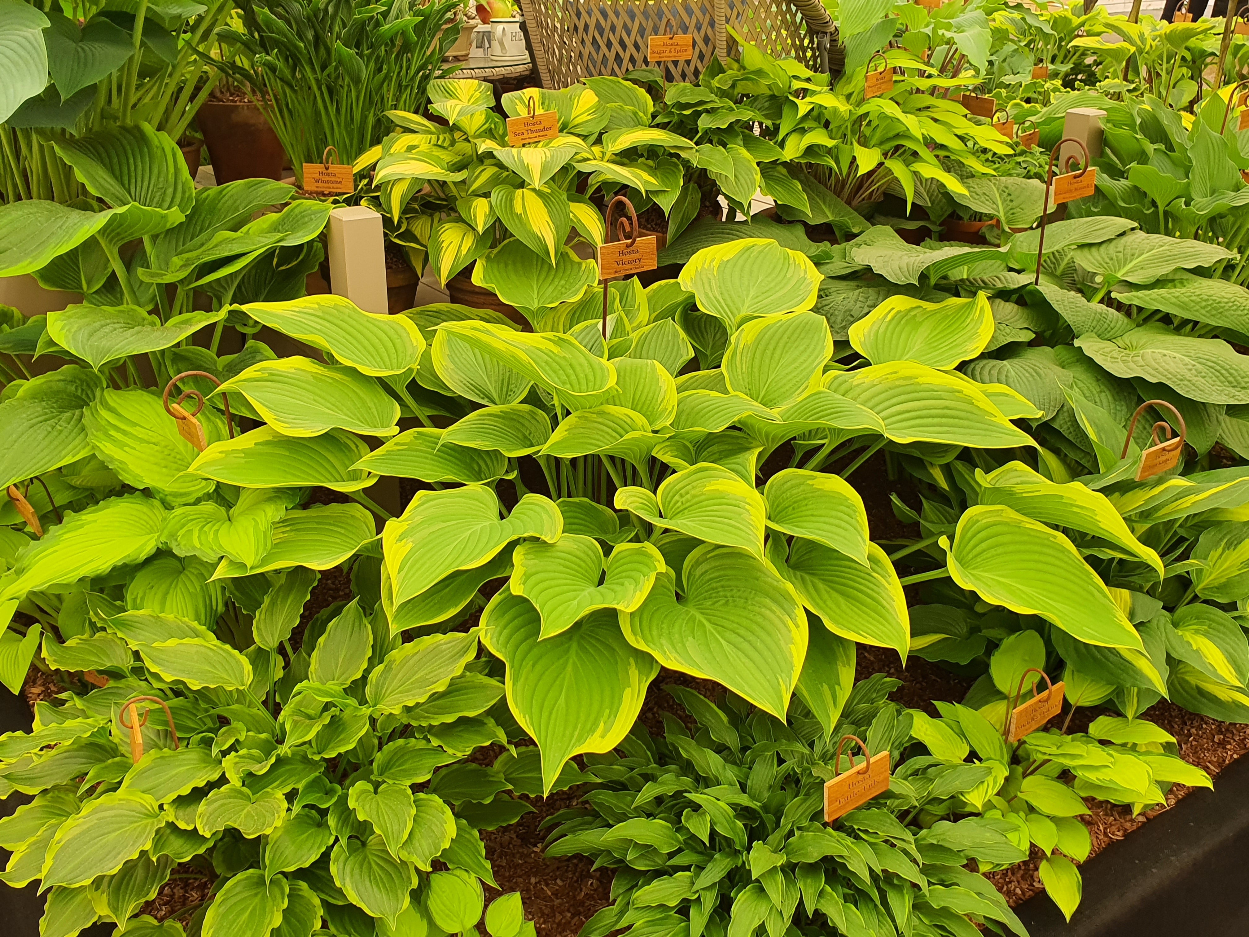 Hosta 'Victory'- Larger Specimen - Mature Division