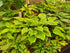 Hosta 'Victory'- Larger Specimen - Mature Division