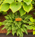 Hosta 'Tattle Tails'