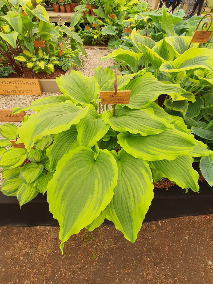 Hosta 'One Last Dance' - Mature Specimen