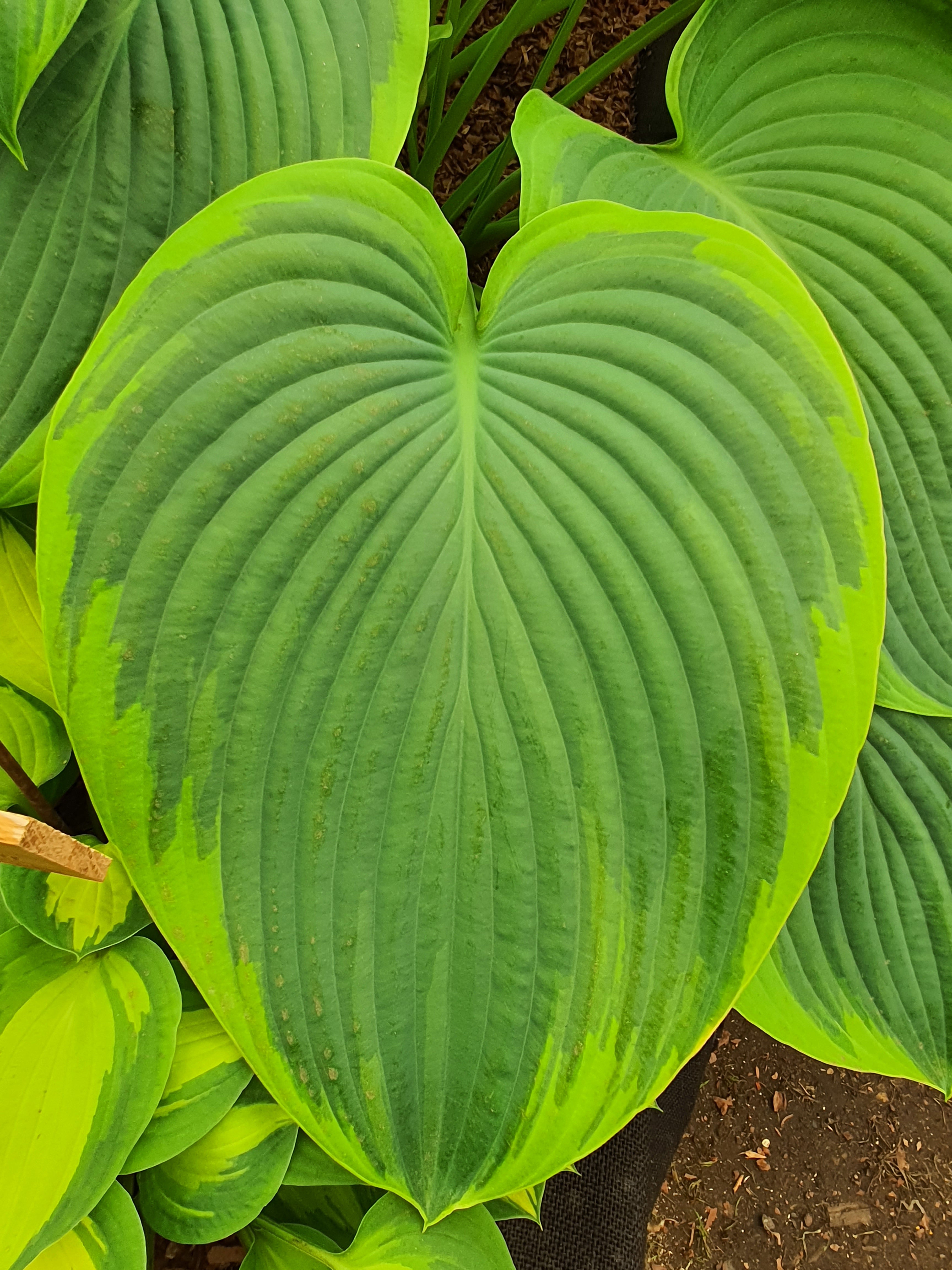 Hosta 'Wunderbar'