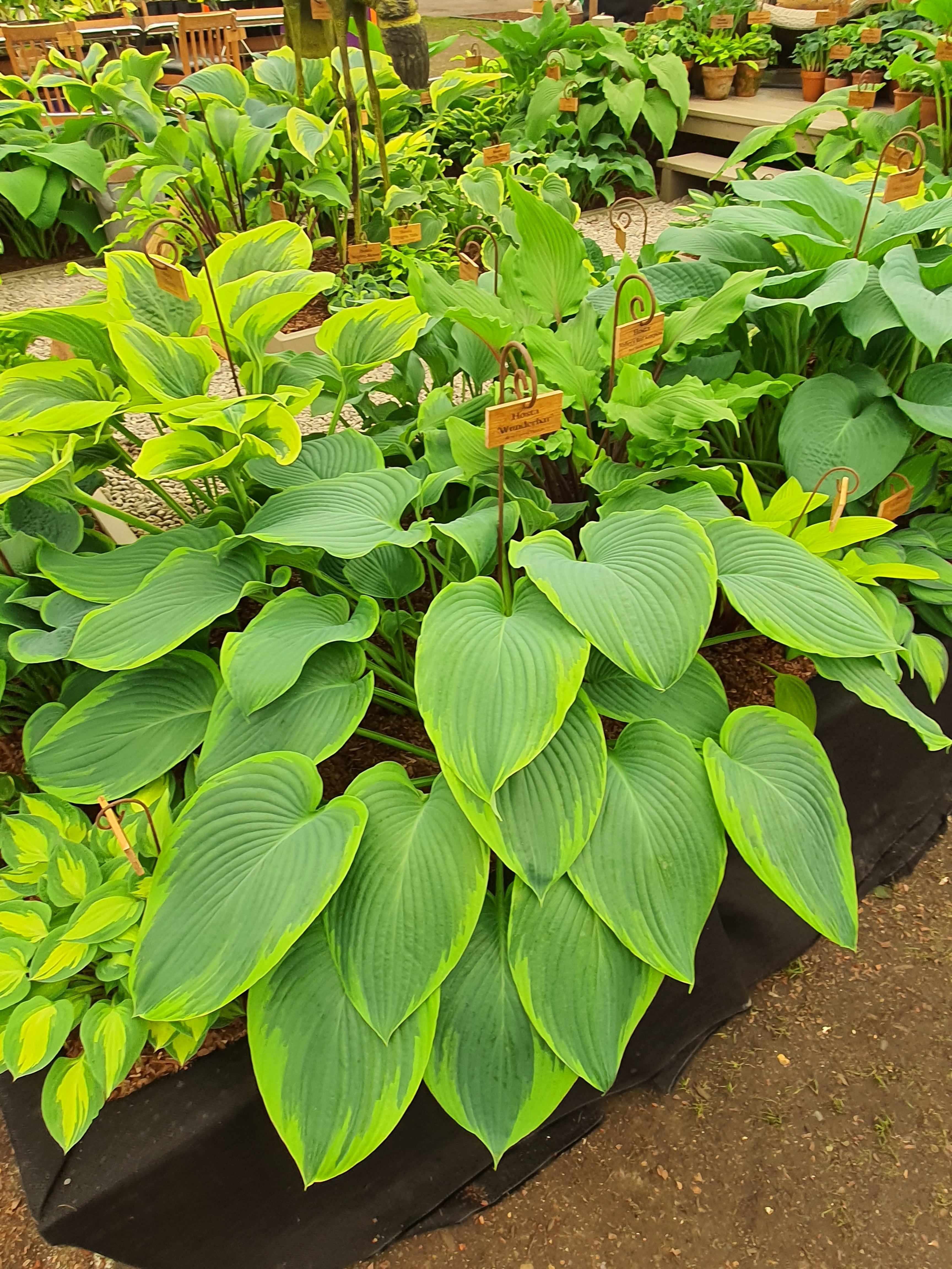 Hosta 'Wunderbar'