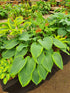 Hosta 'Wunderbar'