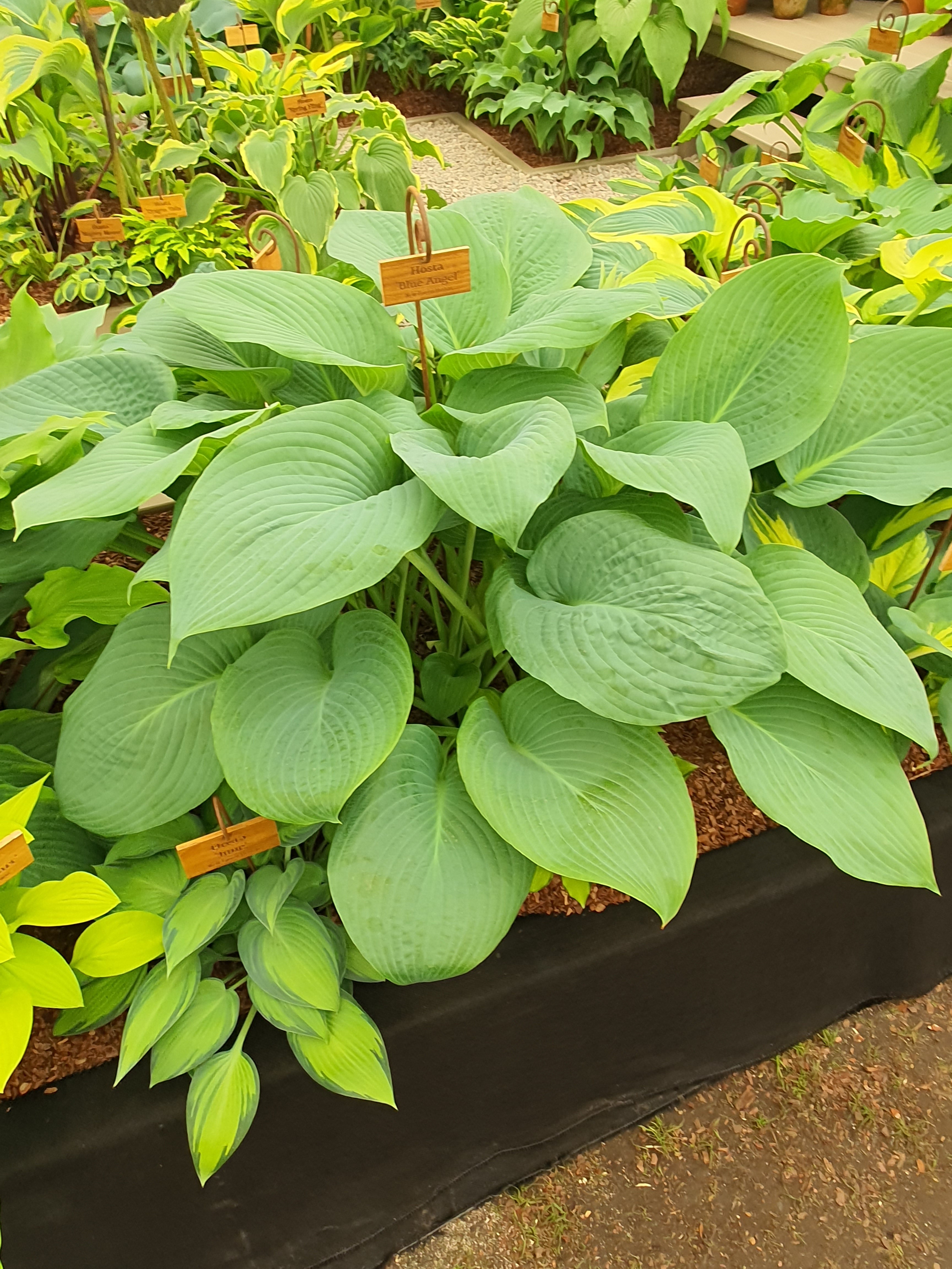Hosta 'Blue Angel'