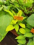 Hosta 'Cherry Tart'