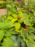 Hosta 'Dancing Queen'