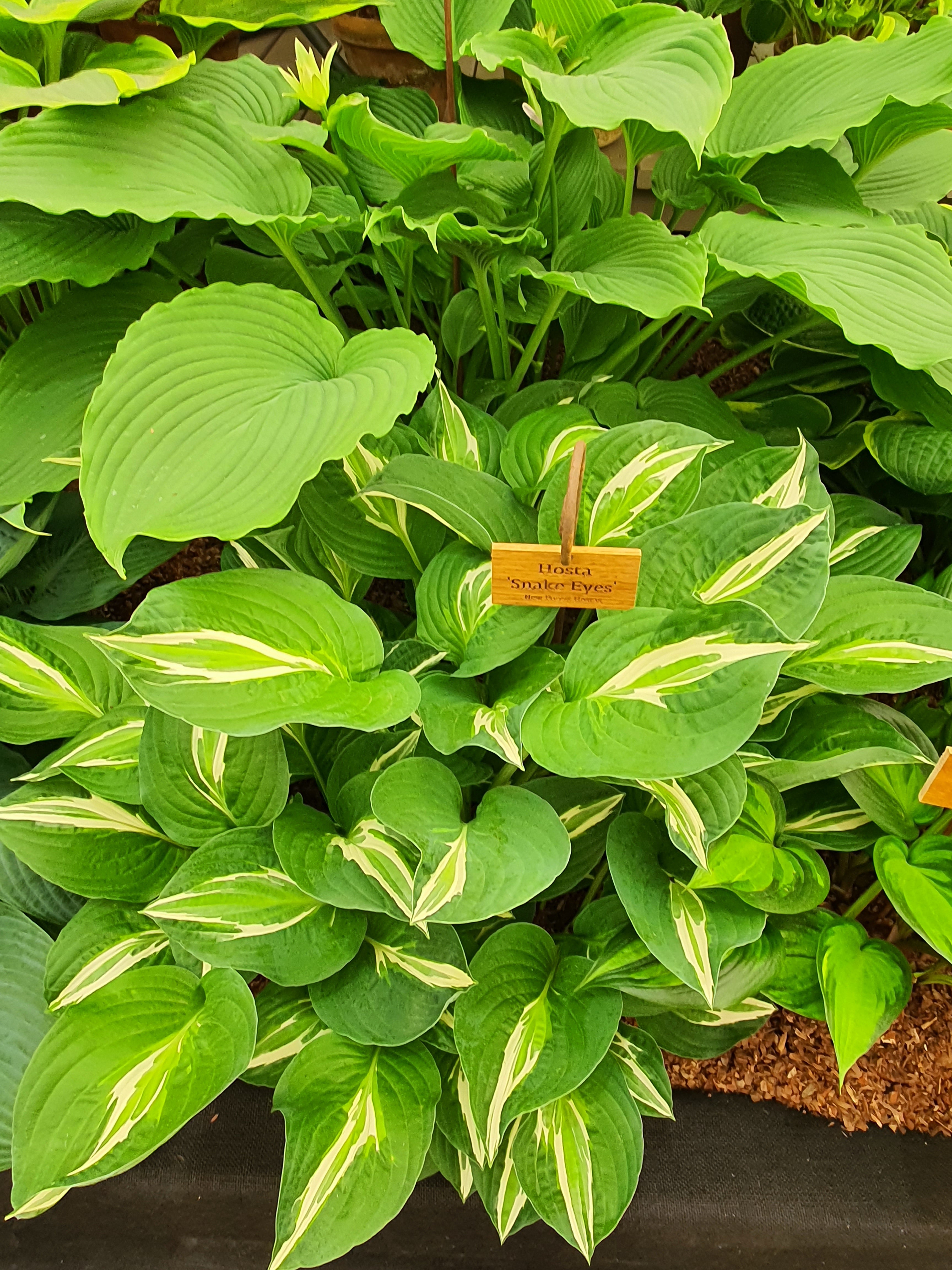Hosta 'Snake Eyes'