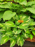 Hosta 'Snake Eyes'