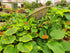 Hosta 'Apple Pie'