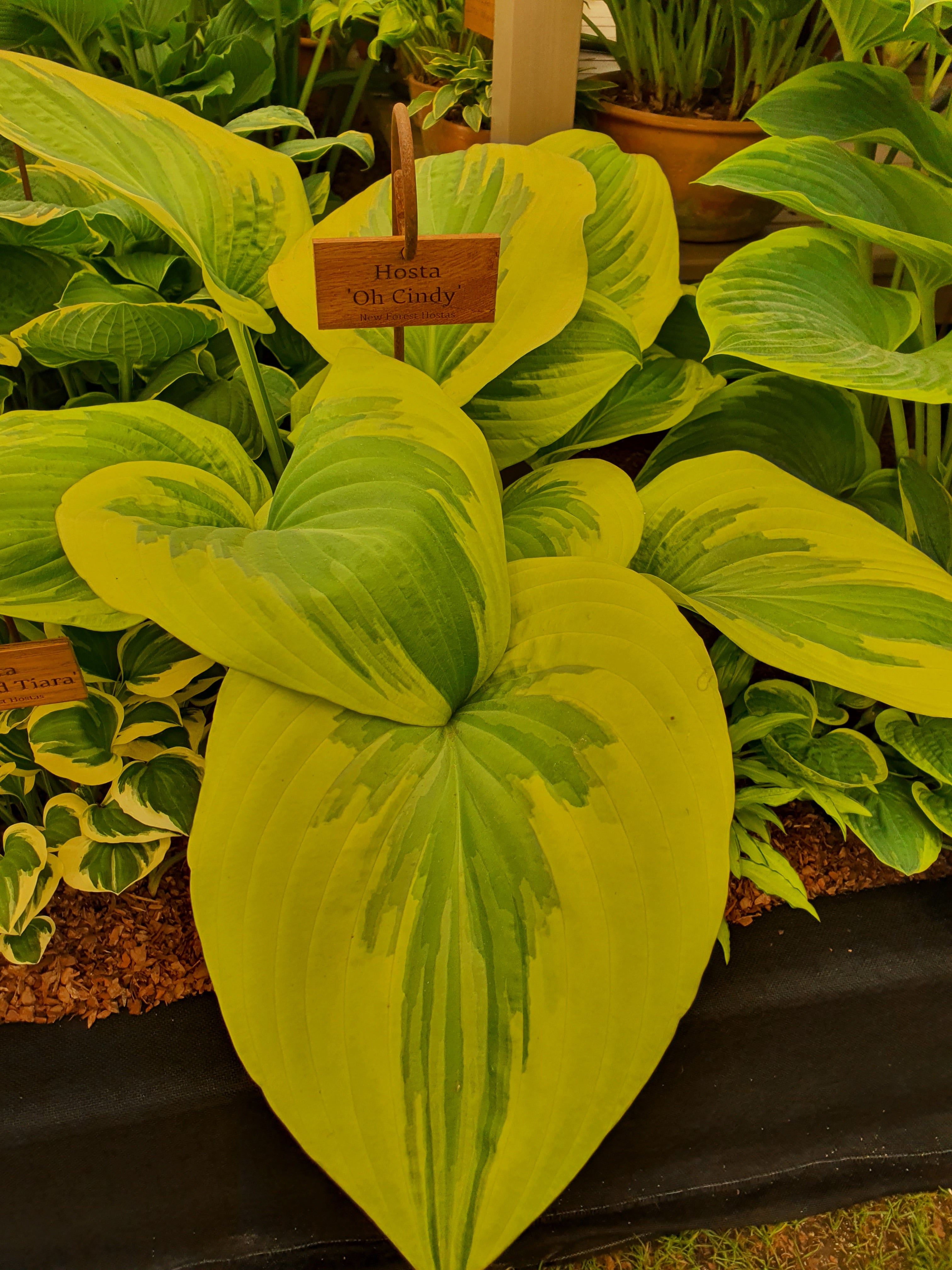 Hosta 'Oh Cindy' - Large Specimens/ Mature Eye