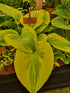 Hosta 'Oh Cindy' - Large Specimens/ Mature Eye
