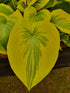 Hosta 'Oh Cindy' - Large Specimens/ Mature Eye