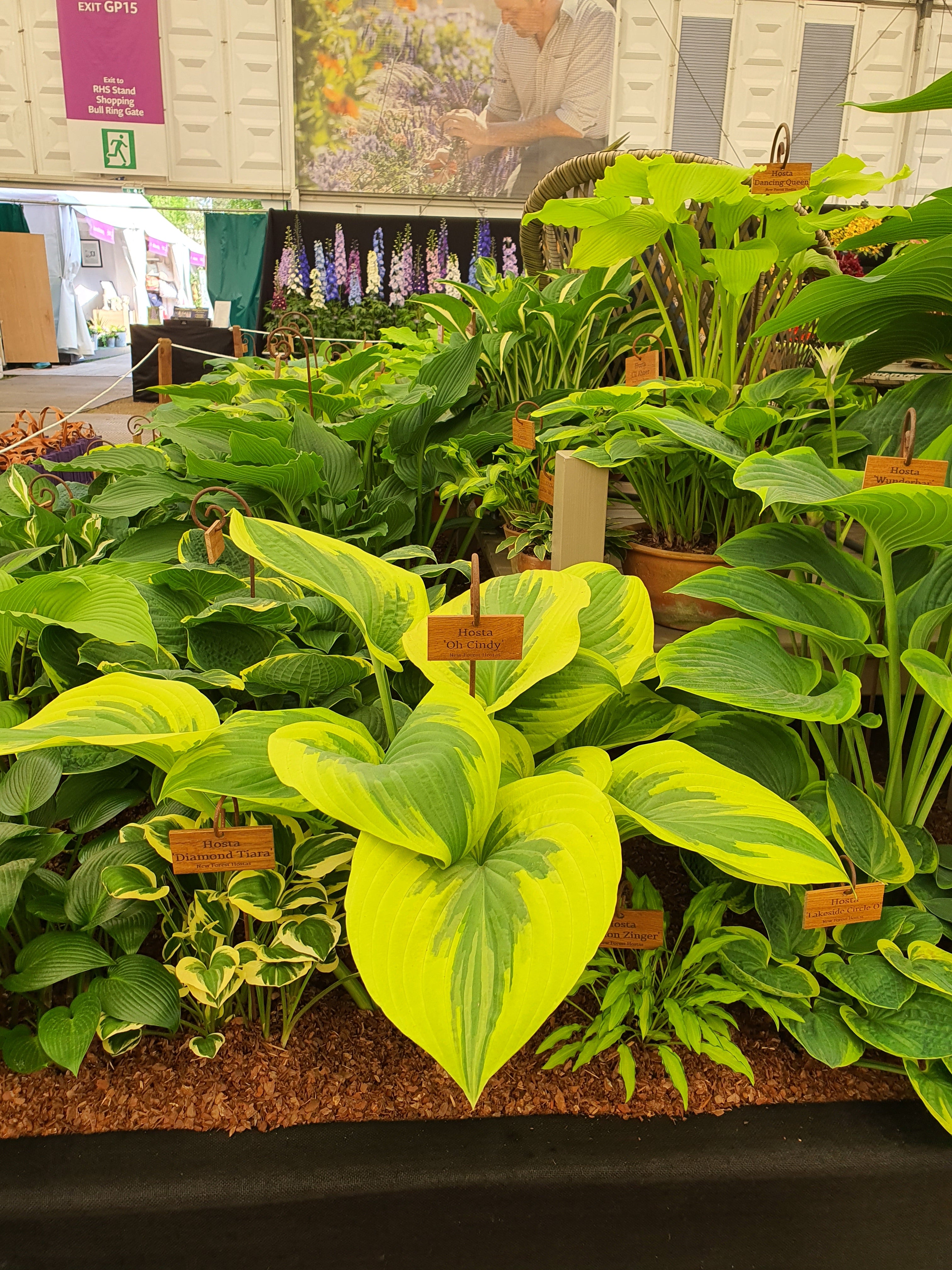 Hosta 'Oh Cindy' - Large Specimens/ Mature Eye