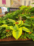 Hosta 'Oh Cindy' - Large Specimens/ Mature Eye