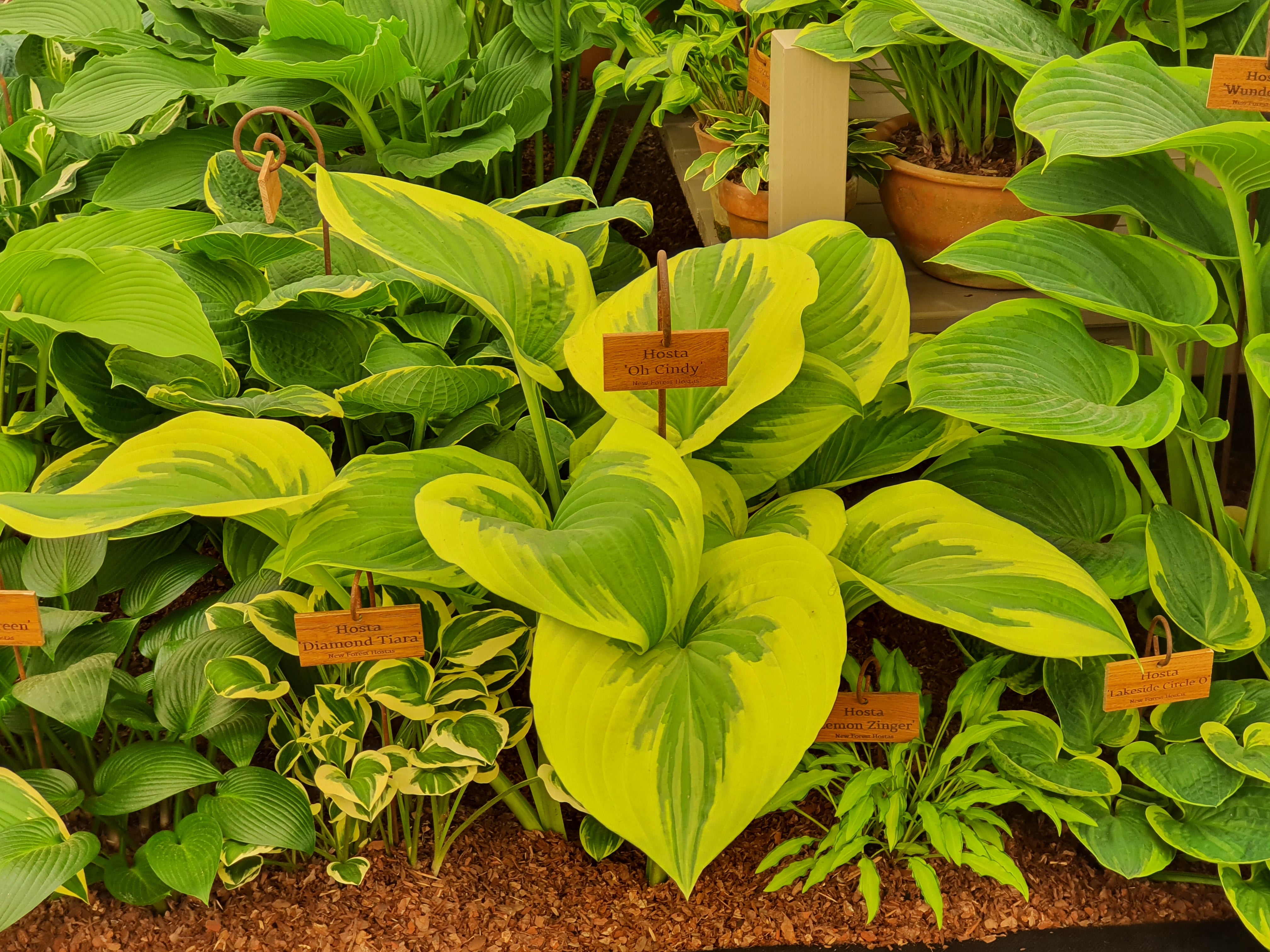 Hosta 'Oh Cindy' - Large Specimens/ Mature Eye