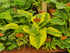 Hosta 'Oh Cindy' - Large Specimens/ Mature Eye