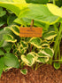 Hosta 'Diamond Tiara'