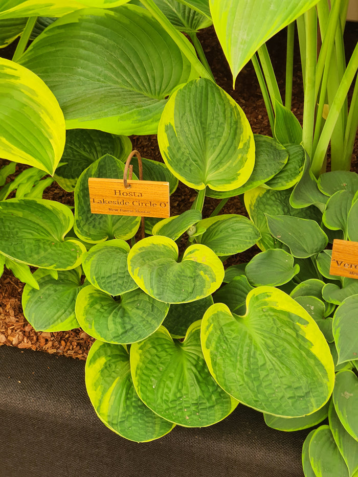 Hosta 'Lakeside Circle O'