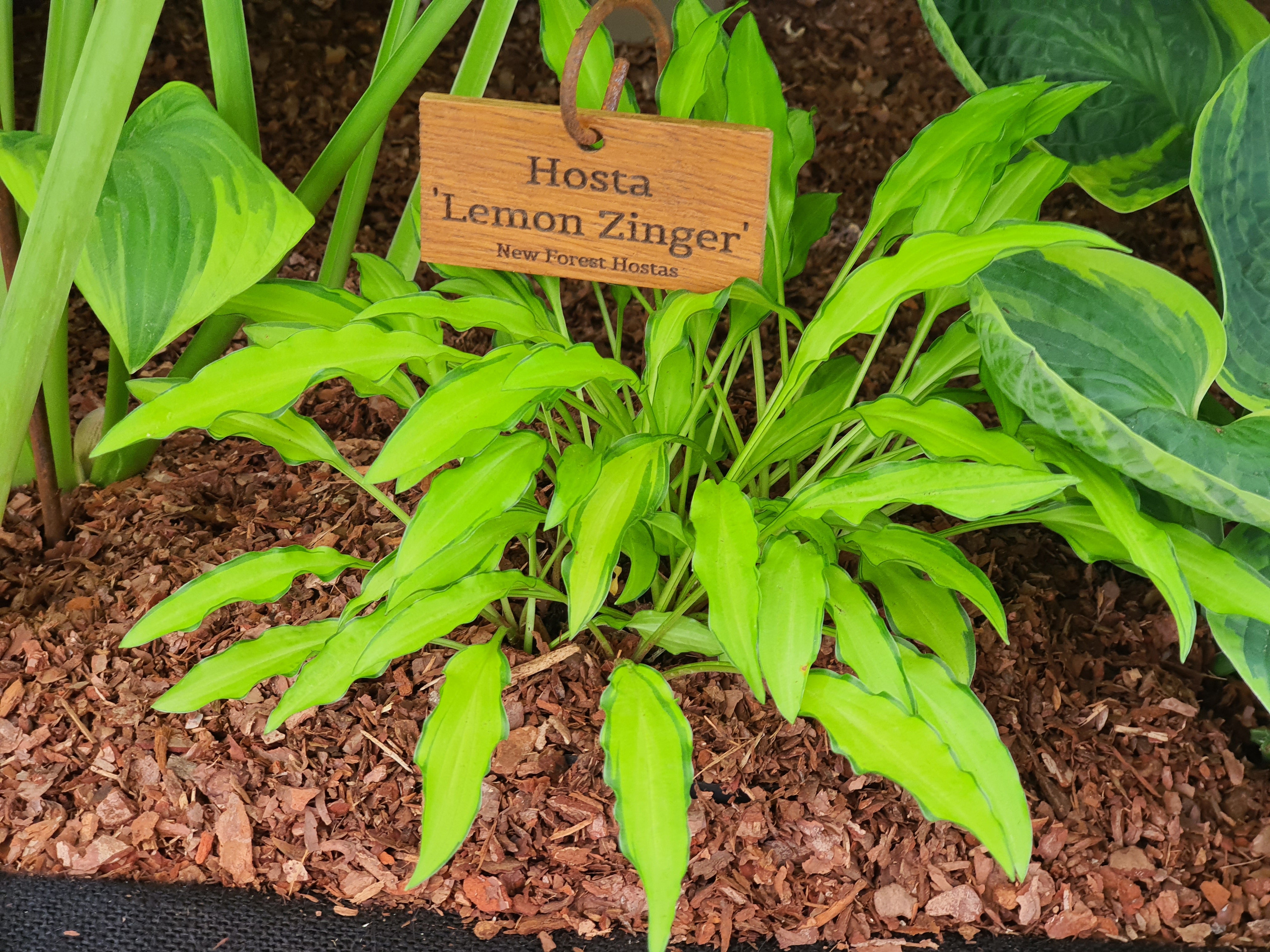 Hosta 'Lemon Zinger'