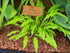 Hosta 'Lemon Zinger'