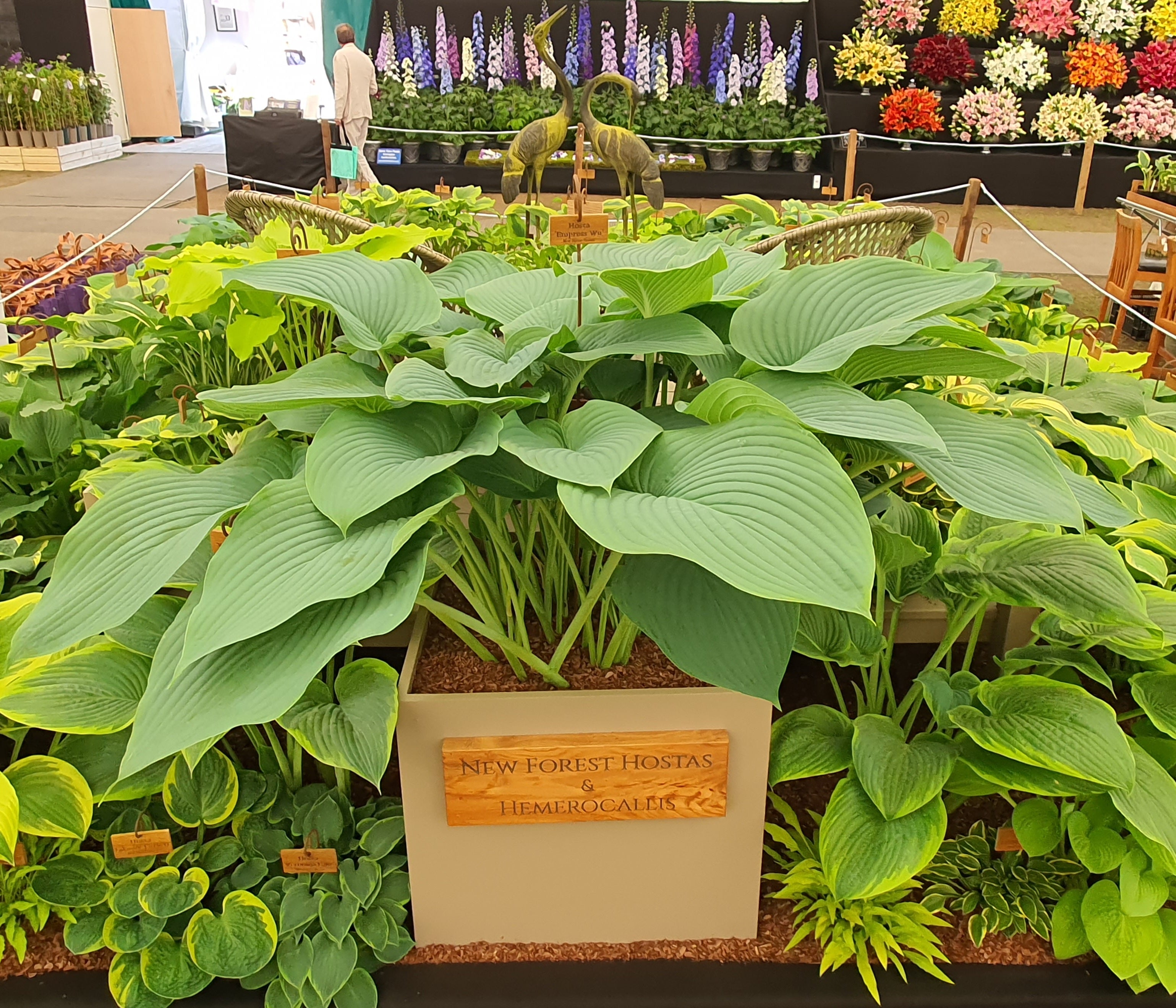 Hosta 'Empress Wu' 3lt  Deep Pot