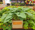 Hosta 'Empress Wu' 3lt  Deep Pot