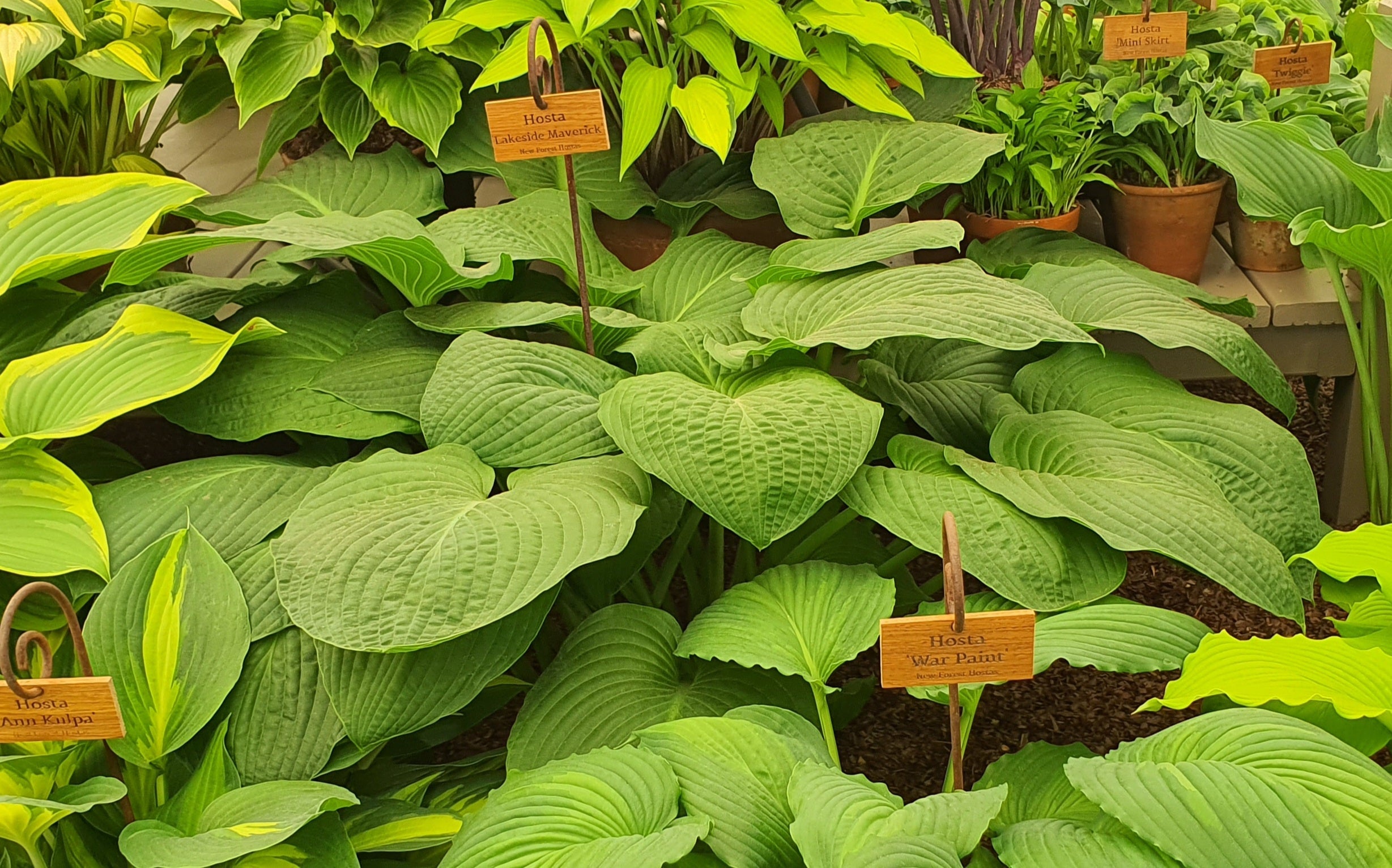 Hosta 'Lakeside Maverick' - Larger Specimen