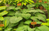 Hosta 'Lakeside Maverick' - Larger Specimen