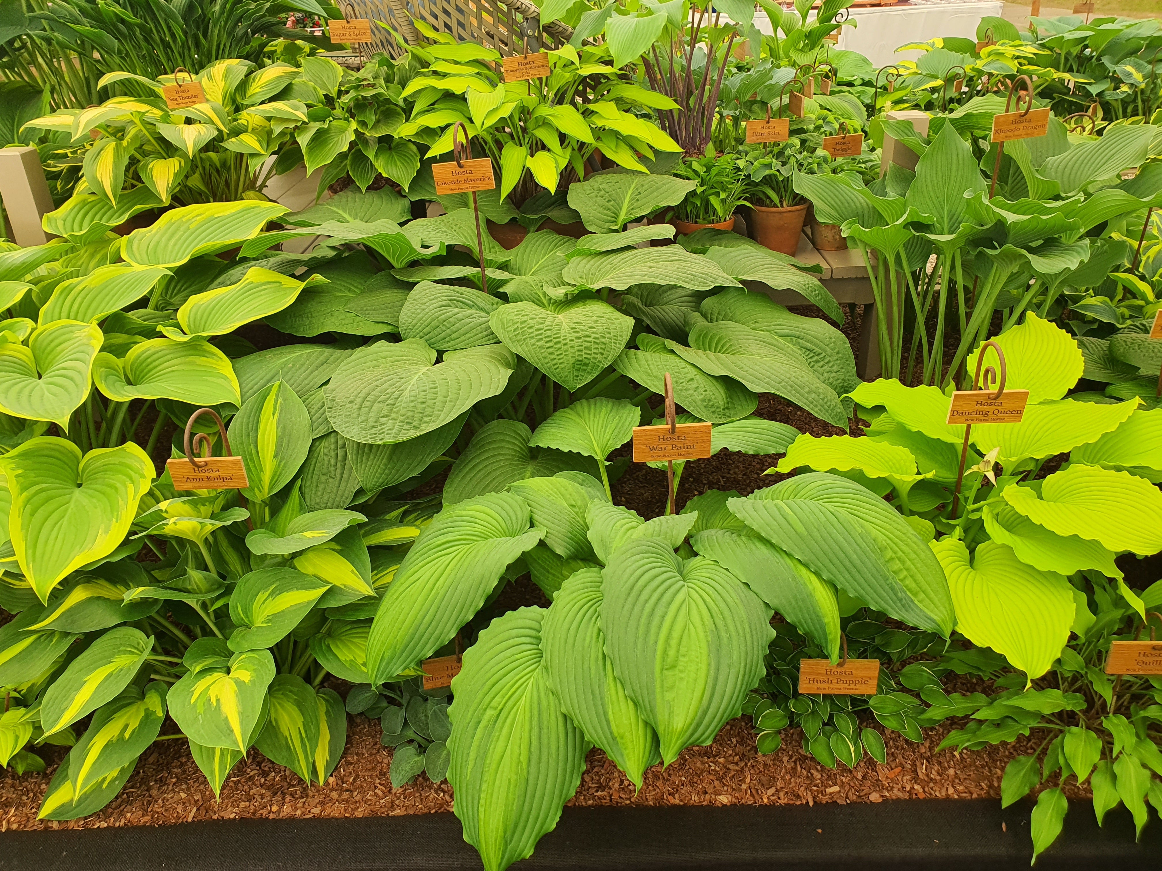 Hosta 'Lakeside Maverick' - Larger Specimen