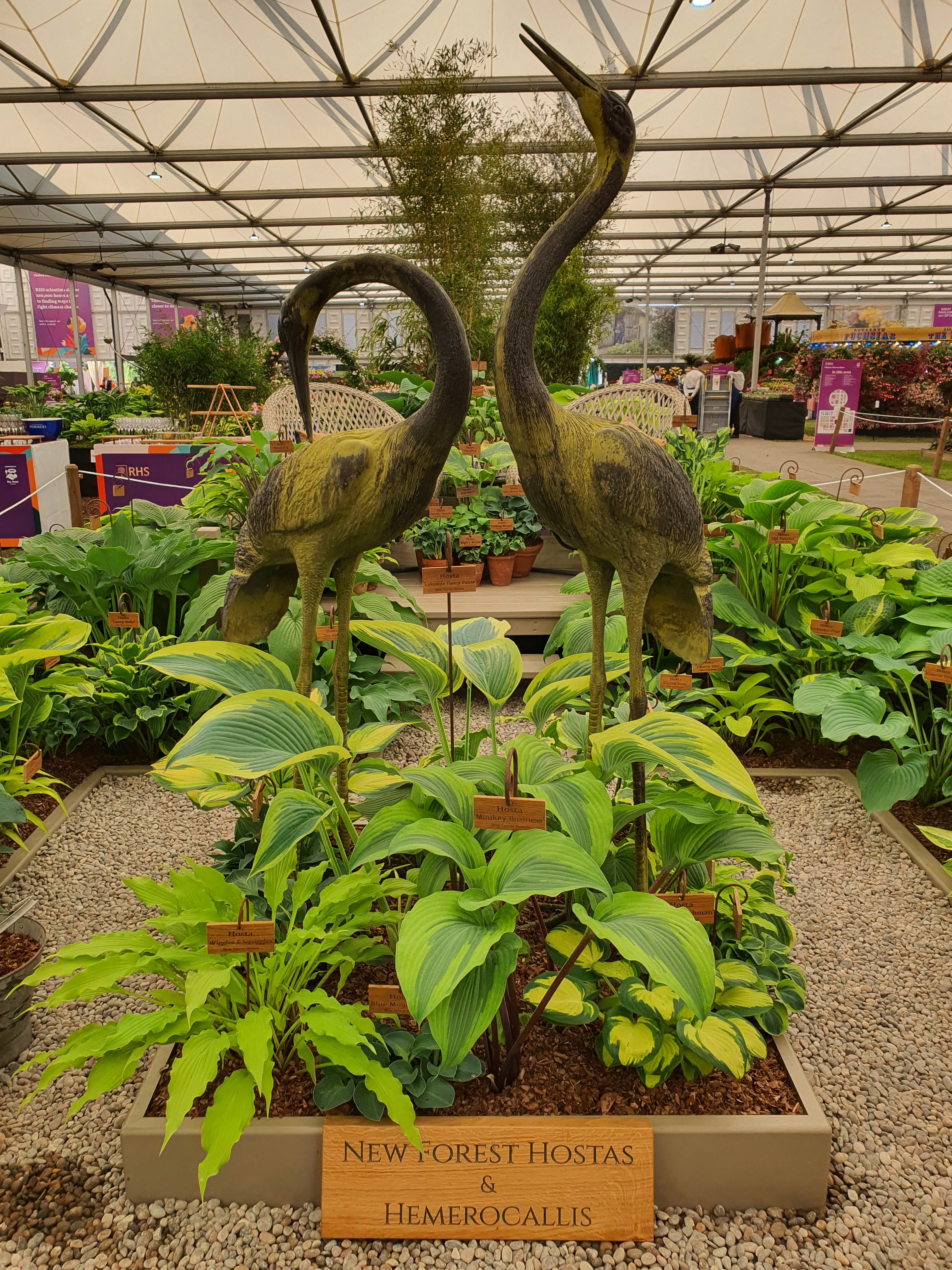 Hosta 'Monkey Business'