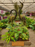 Hosta 'Monkey Business'