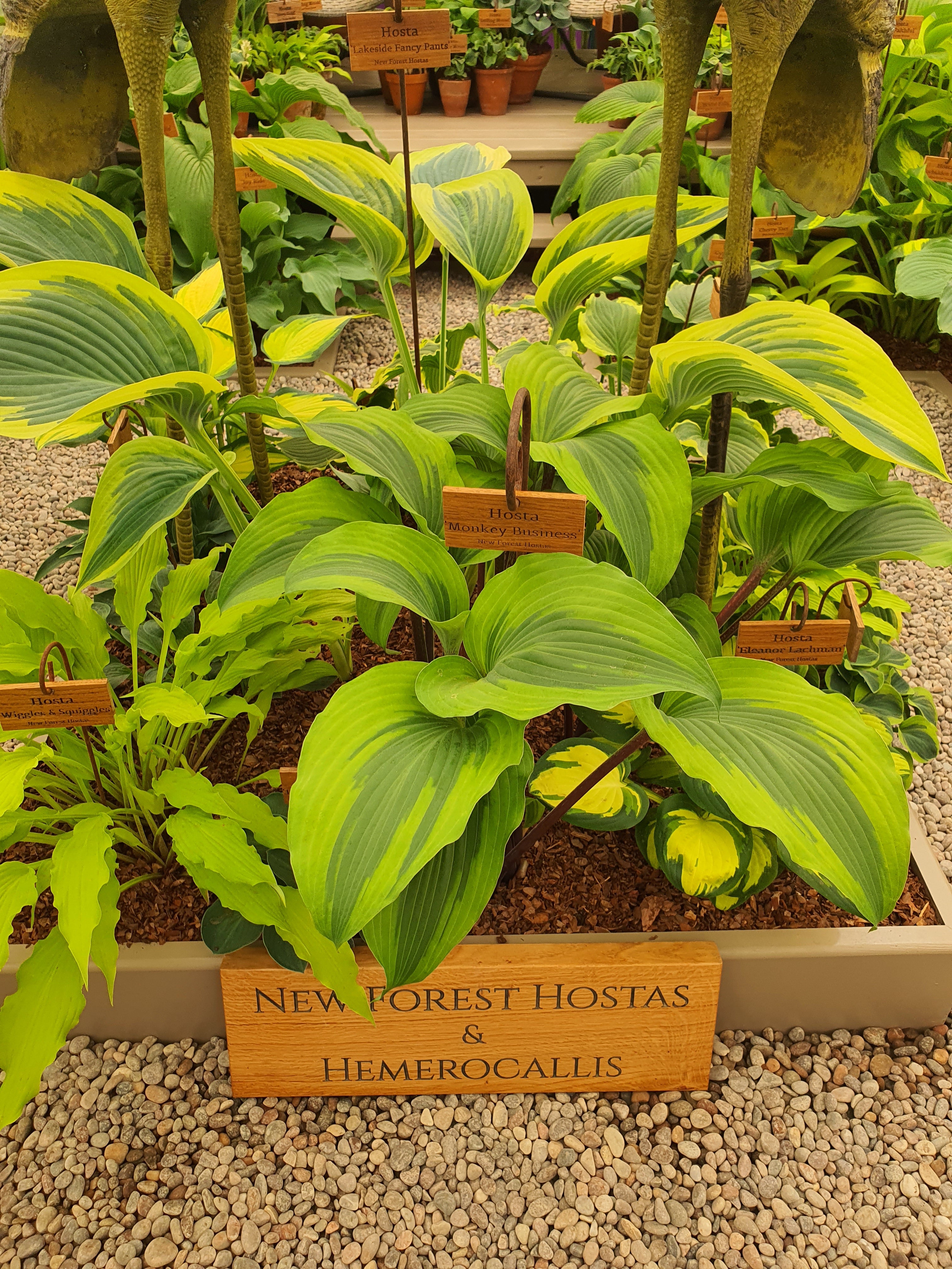 Hosta 'Monkey Business'