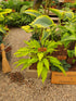 Hosta 'Wiggles and Squiggles' - Bare Root