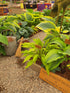Hosta 'Wiggles and Squiggles' - Bare Root