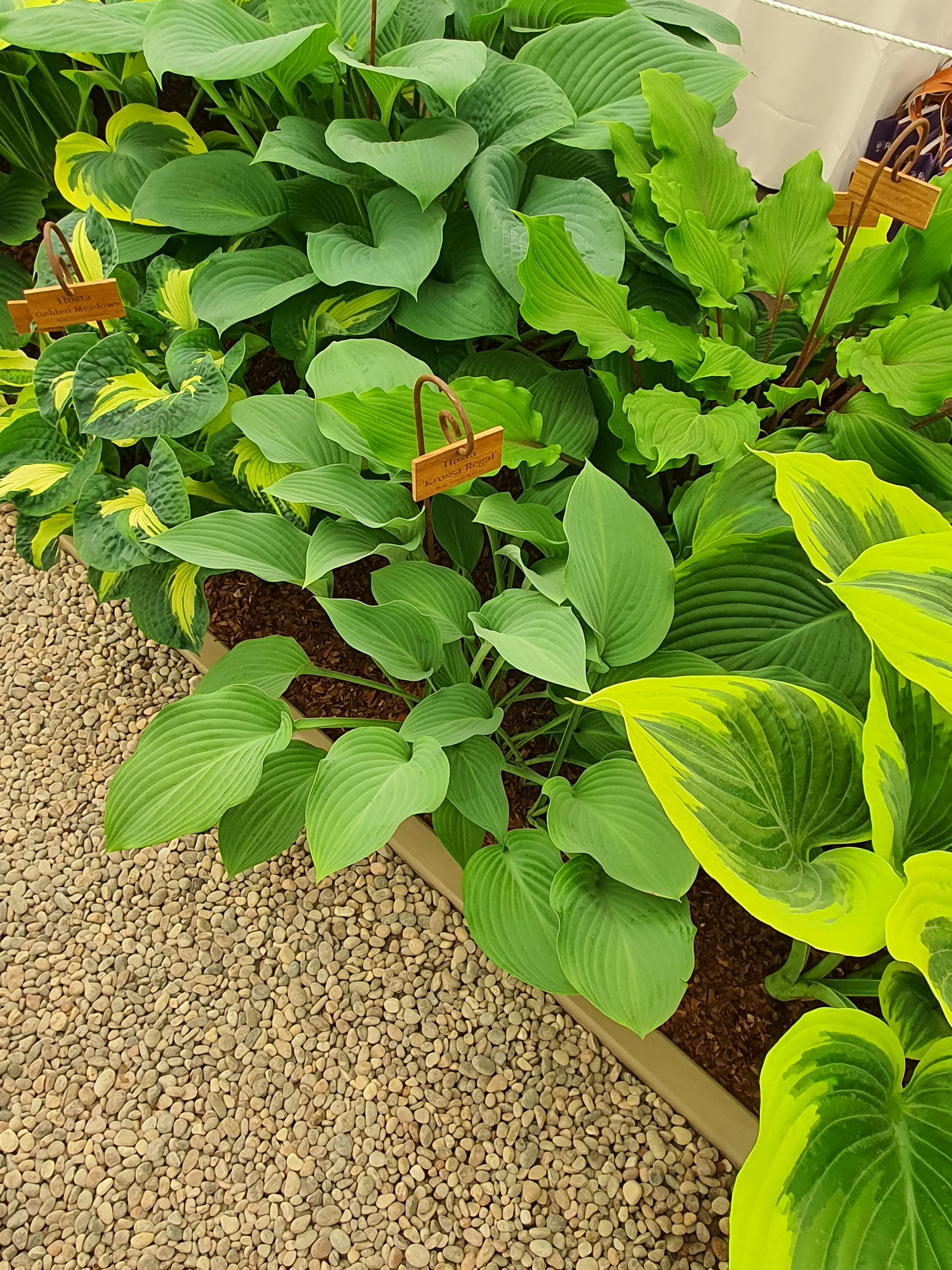 Hosta 'Krossa Regal' - Bare Root