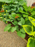 Hosta 'Krossa Regal' - Bare Root