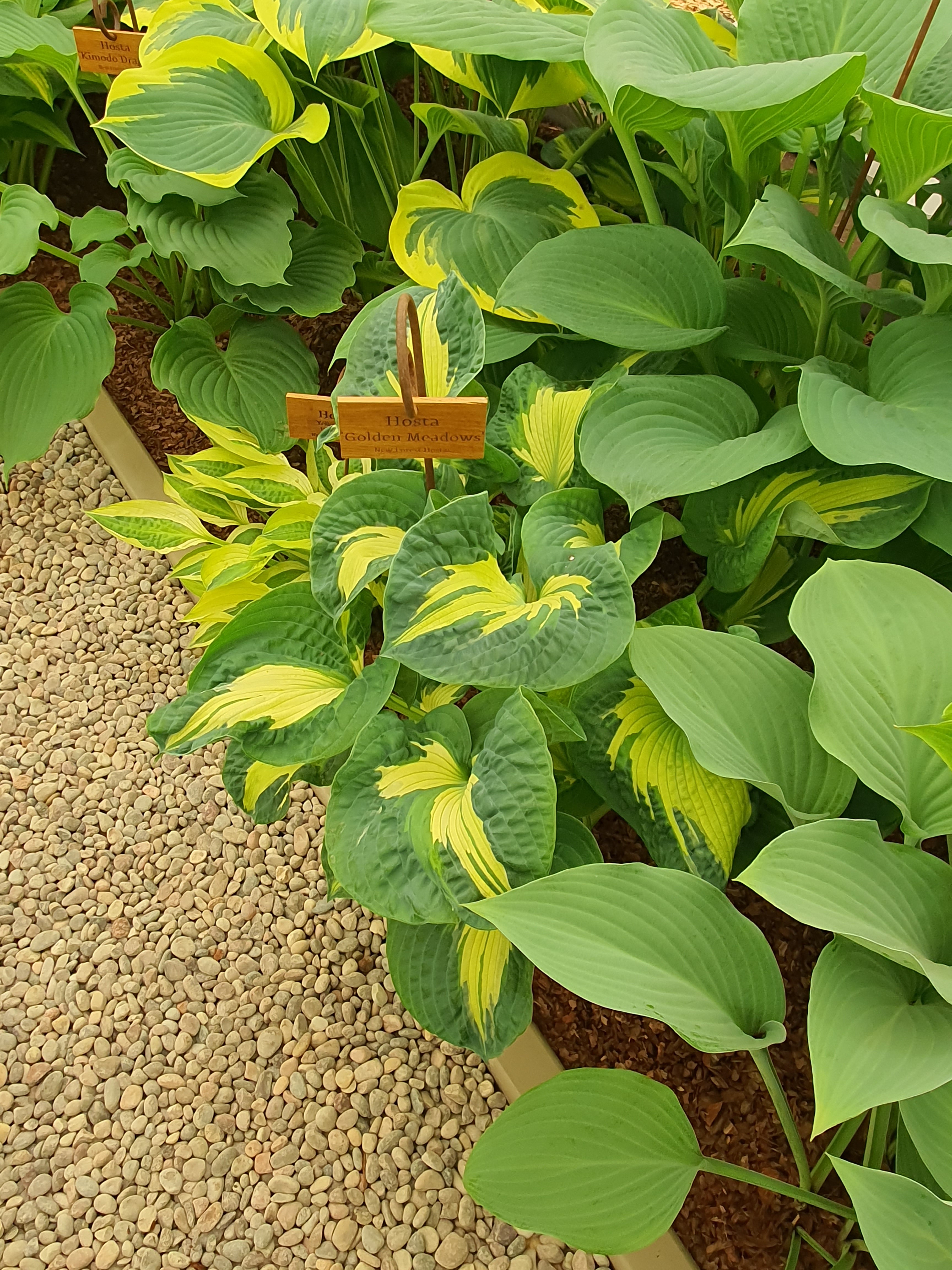 Hosta 'Golden Meadows' - Bare Root