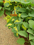 Hosta 'Golden Meadows' - Bare Root