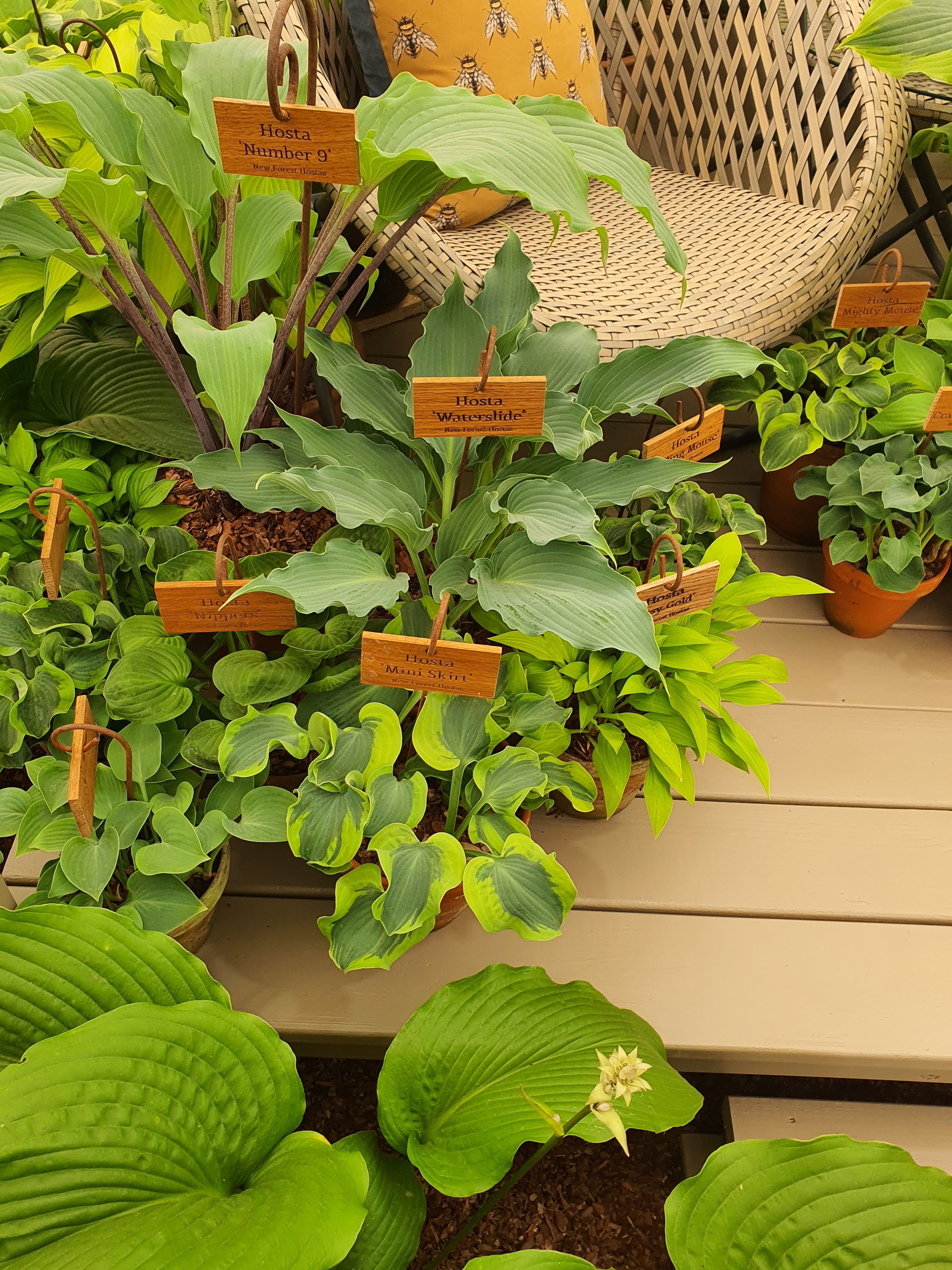 Hosta 'Waterslide'