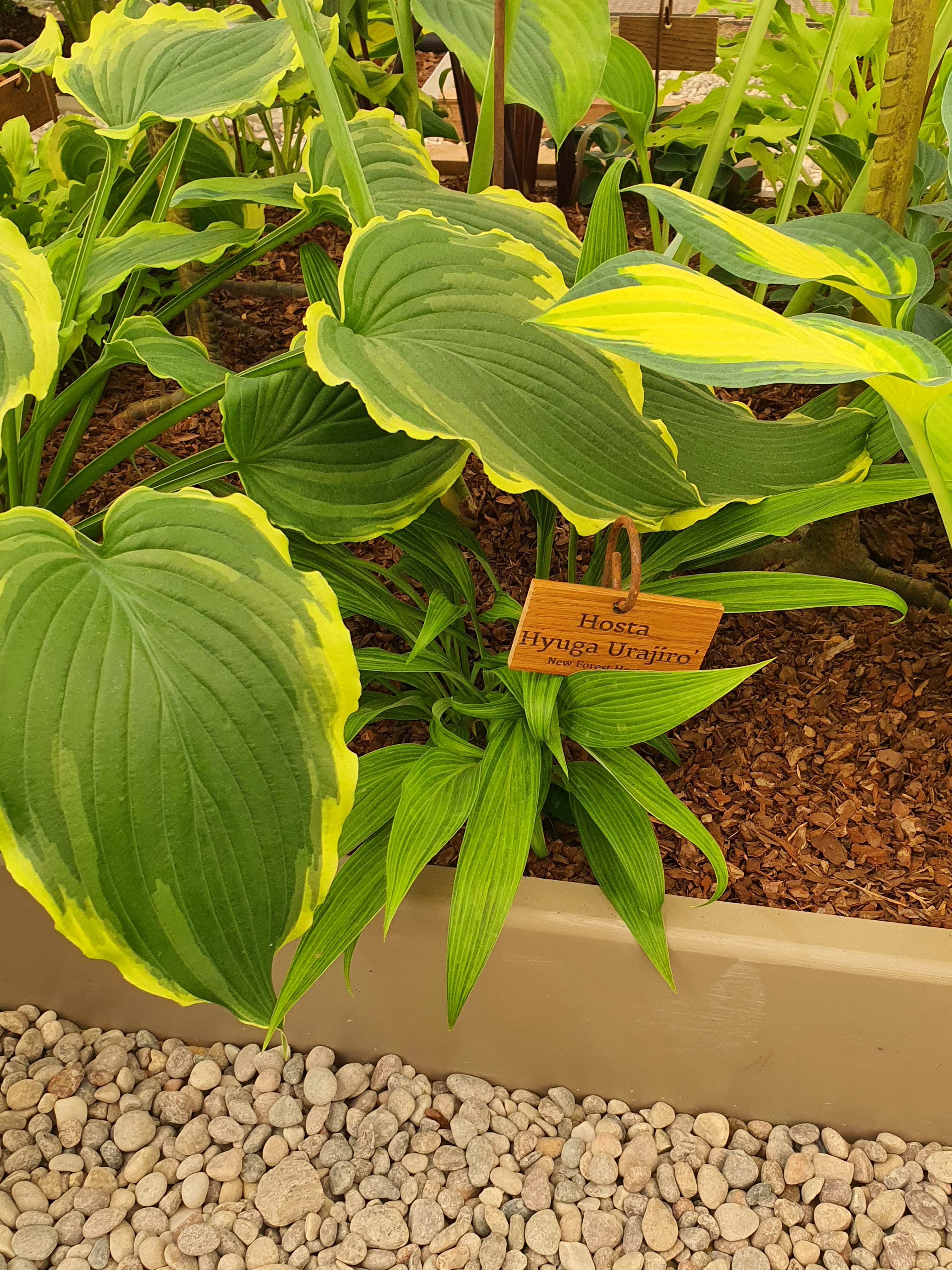 Hosta 'Hyuga Urajiro'