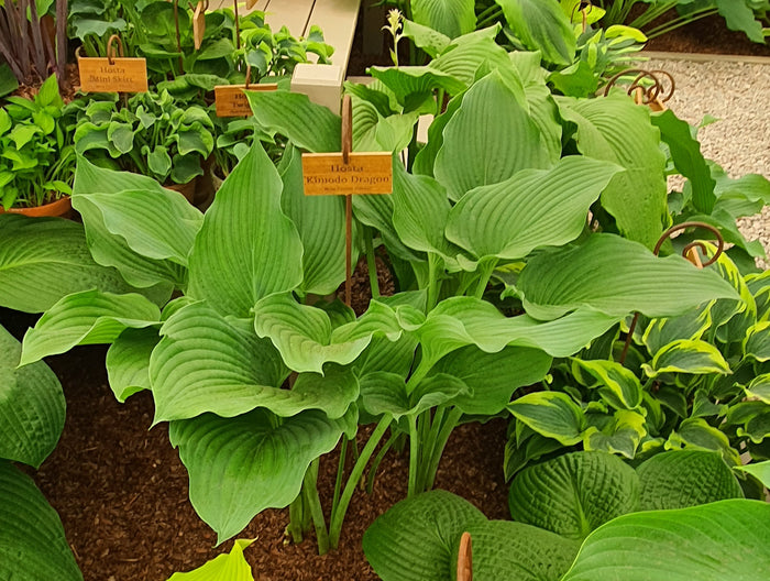 Hosta 'Komodo Dragon'