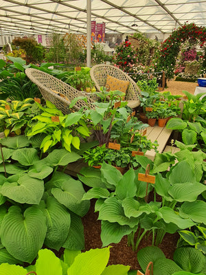 Hosta 'Komodo Dragon'