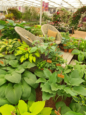 Hosta 'Komodo Dragon'