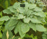 Hosta 'Titanium'