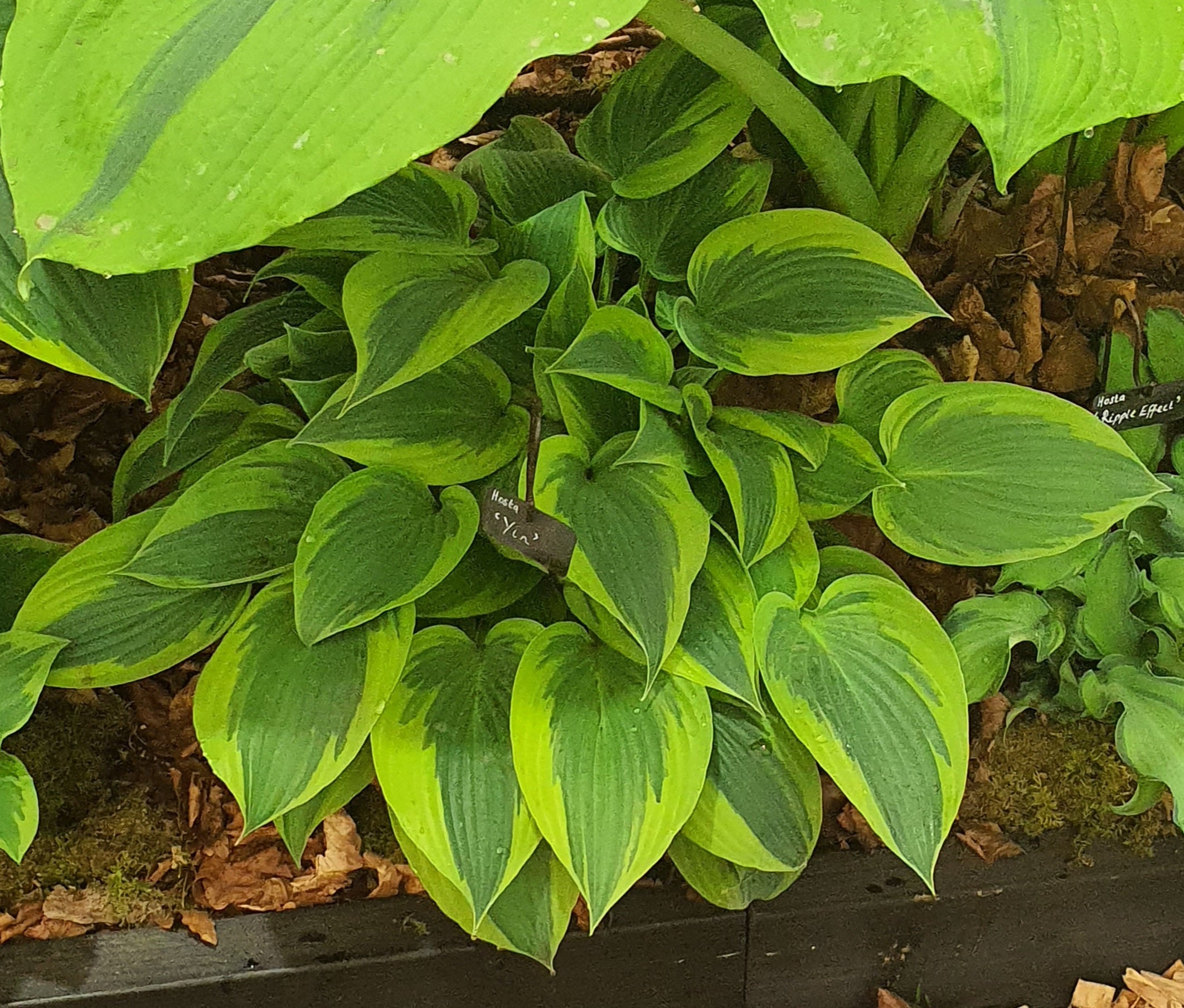Hosta 'Yin'