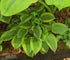 Hosta 'Yin'
