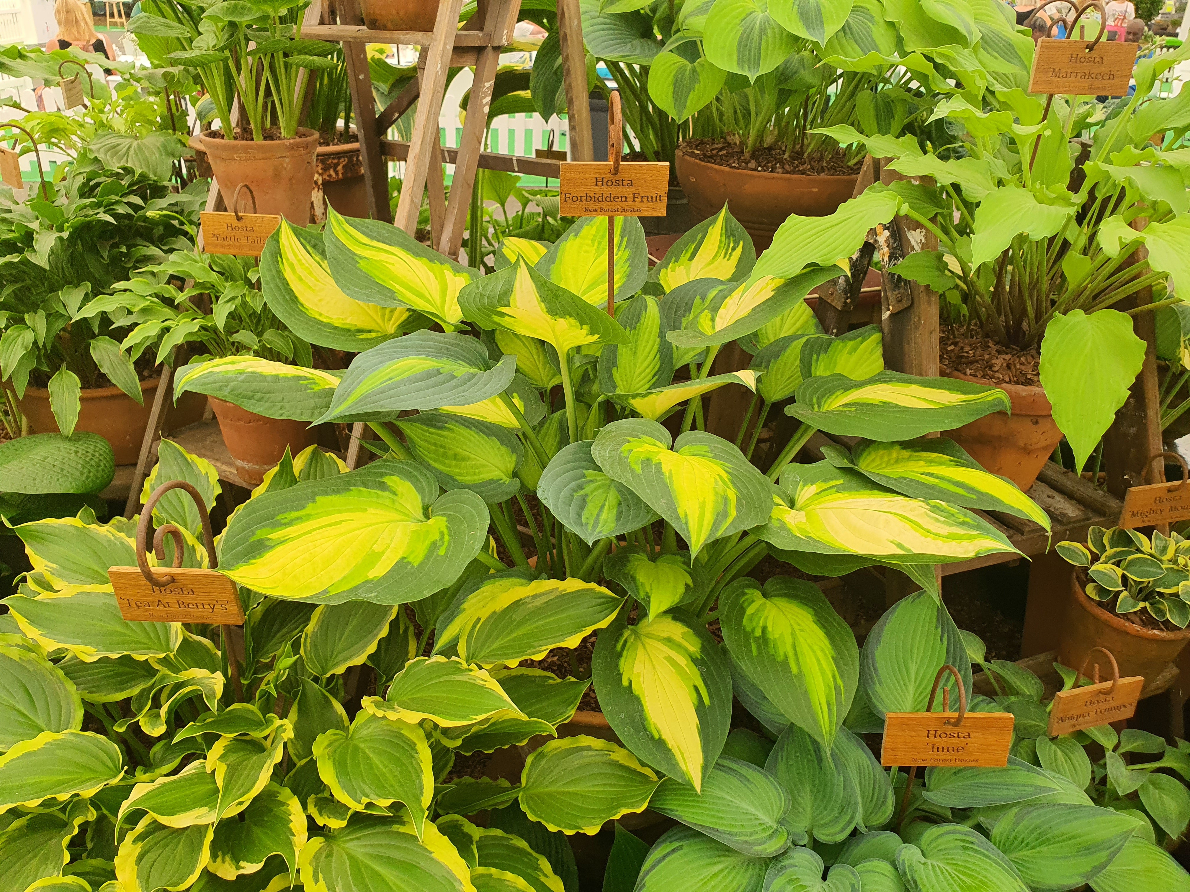 Hosta 'Forbidden Fruit'